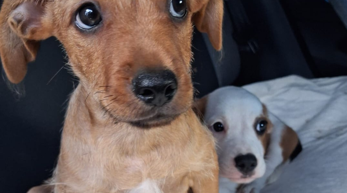 Chiens à adopter